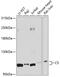 Complement C5 antibody, 23-402, ProSci, Western Blot image 
