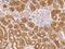 Rho GTPase-activating protein 21 antibody, 205639-T08, Sino Biological, Immunohistochemistry paraffin image 