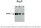 Paired Box 7 antibody, TA330281, Origene, Western Blot image 