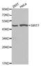 Sirtuin 7 antibody, orb48950, Biorbyt, Western Blot image 