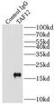 TATA-Box Binding Protein Associated Factor 12 antibody, FNab08478, FineTest, Immunoprecipitation image 