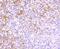 ubiquitin B antibody, NBP2-66759, Novus Biologicals, Immunohistochemistry paraffin image 