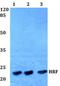 Tumor Protein, Translationally-Controlled 1 antibody, LS-B12384, Lifespan Biosciences, Western Blot image 