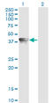 AHSA1 antibody, LS-C139398, Lifespan Biosciences, Western Blot image 