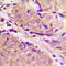 Phosphofructokinase, Muscle antibody, abx121916, Abbexa, Western Blot image 