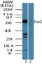 Sorting Nexin 2 antibody, NBP2-24514, Novus Biologicals, Western Blot image 