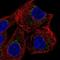 Zinc Finger Protein 19 antibody, NBP2-56078, Novus Biologicals, Immunofluorescence image 