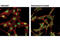 ELAV Like RNA Binding Protein 1 antibody, 12582S, Cell Signaling Technology, Immunofluorescence image 