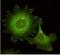 Neural Precursor Cell Expressed, Developmentally Down-Regulated 9 antibody, orb344432, Biorbyt, Immunofluorescence image 
