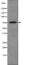 Synapsin II antibody, abx218835, Abbexa, Western Blot image 