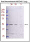 ADP-ribosylation factor GTPase-activating protein 1 antibody, MBS9207777, MyBioSource, Western Blot image 