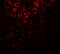 Autophagy-related protein 101 antibody, A07713, Boster Biological Technology, Immunofluorescence image 