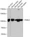 Piwi Like RNA-Mediated Gene Silencing 4 antibody, A06797, Boster Biological Technology, Western Blot image 