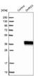 Dehydrogenase/Reductase X-Linked antibody, NBP1-85219, Novus Biologicals, Western Blot image 