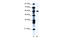 CCR4-NOT transcription complex subunit 3 antibody, 28-057, ProSci, Western Blot image 