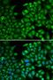 RNA Binding Fox-1 Homolog 3 antibody, LS-C335111, Lifespan Biosciences, Immunofluorescence image 
