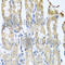 C-C Motif Chemokine Ligand 3 antibody, A7568, ABclonal Technology, Immunohistochemistry paraffin image 
