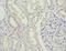 Serine dehydratase-like antibody, A63394-100, Epigentek, Immunohistochemistry paraffin image 