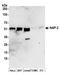 Nucleosome Assembly Protein 1 Like 4 antibody, A304-579A, Bethyl Labs, Western Blot image 