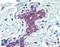Erythrocyte Membrane Protein Band 4.1 Like 2 antibody, LS-B3961, Lifespan Biosciences, Immunohistochemistry paraffin image 