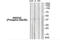 Annexin A2 antibody, 79-948, ProSci, Western Blot image 
