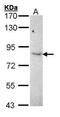 DAO antibody, PA5-21318, Invitrogen Antibodies, Western Blot image 
