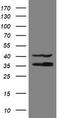 Replication Factor C Subunit 2 antibody, CF504956, Origene, Western Blot image 