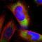 Ribosomal Protein S21 antibody, HPA003371, Atlas Antibodies, Immunocytochemistry image 