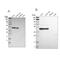 Family With Sequence Similarity 98 Member B antibody, NBP1-83475, Novus Biologicals, Western Blot image 