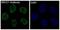 DNA repair protein XRCC1 antibody, M00571, Boster Biological Technology, Immunofluorescence image 