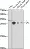 CA1 antibody, GTX53905, GeneTex, Western Blot image 