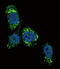 Glucokinase antibody, LS-C99459, Lifespan Biosciences, Immunofluorescence image 