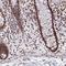 Heparin Binding Growth Factor antibody, HPA053422, Atlas Antibodies, Immunohistochemistry paraffin image 