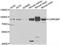 Cysteine-rich protein 2-binding protein antibody, A7380, ABclonal Technology, Western Blot image 