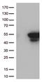 Cyclin Dependent Kinase 15 antibody, LS-C796192, Lifespan Biosciences, Western Blot image 
