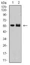 DNA nucleotidylexotransferase antibody, NBP2-61898, Novus Biologicals, Western Blot image 