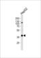 Fibrinogen Like 1 antibody, 56-564, ProSci, Western Blot image 
