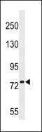 Kizuna Centrosomal Protein antibody, 59-979, ProSci, Western Blot image 