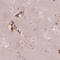 Potassium Voltage-Gated Channel Modifier Subfamily G Member 2 antibody, HPA048628, Atlas Antibodies, Immunohistochemistry frozen image 