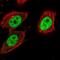 LEO1 antibody, NBP1-89423, Novus Biologicals, Immunofluorescence image 