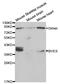 Blood Vessel Epicardial Substance antibody, LS-B13970, Lifespan Biosciences, Western Blot image 