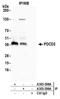 Programmed Cell Death 2 antibody, A303-599A, Bethyl Labs, Immunoprecipitation image 