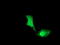 Ubiquitin Conjugating Enzyme E2 M antibody, LS-C786577, Lifespan Biosciences, Immunofluorescence image 