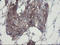 RAB6-interacting golgin antibody, LS-C337809, Lifespan Biosciences, Immunohistochemistry paraffin image 