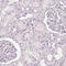 Carbohydrate Sulfotransferase 4 antibody, HPA021955, Atlas Antibodies, Immunohistochemistry frozen image 