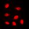 Histone Cluster 4 H4 antibody, orb224158, Biorbyt, Immunofluorescence image 