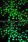 Serpin Family A Member 10 antibody, A7106, ABclonal Technology, Immunofluorescence image 