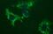 Cytochrome B-245 Chaperone 1 antibody, MA5-26299, Invitrogen Antibodies, Immunocytochemistry image 