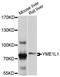 YME1 Like 1 ATPase antibody, abx126805, Abbexa, Western Blot image 