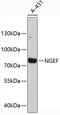 Neuronal Guanine Nucleotide Exchange Factor antibody, 19-418, ProSci, Western Blot image 